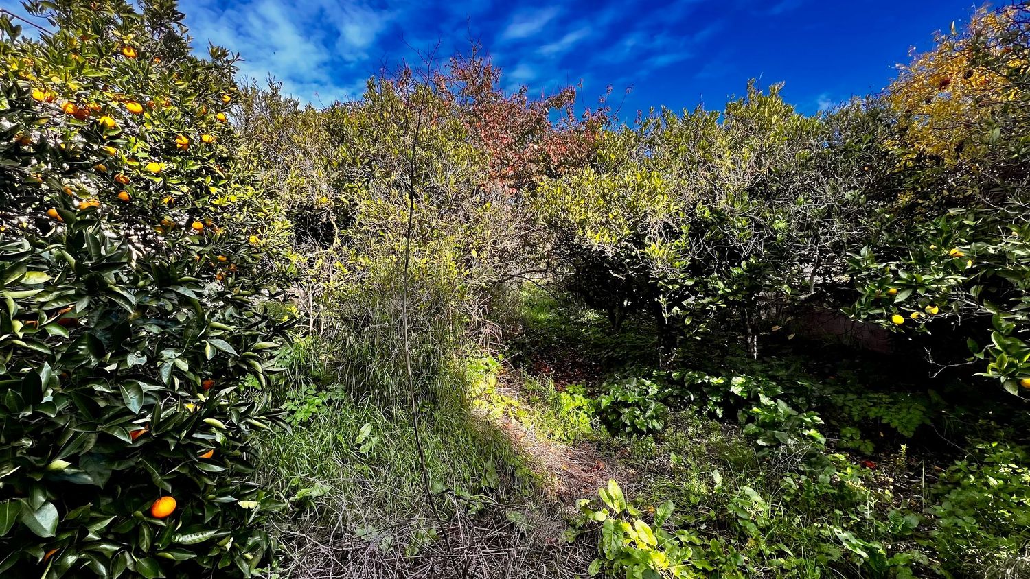Lush citrus orchard with orange trees, dense green foliage, and a narrow path under a bright blue sky.