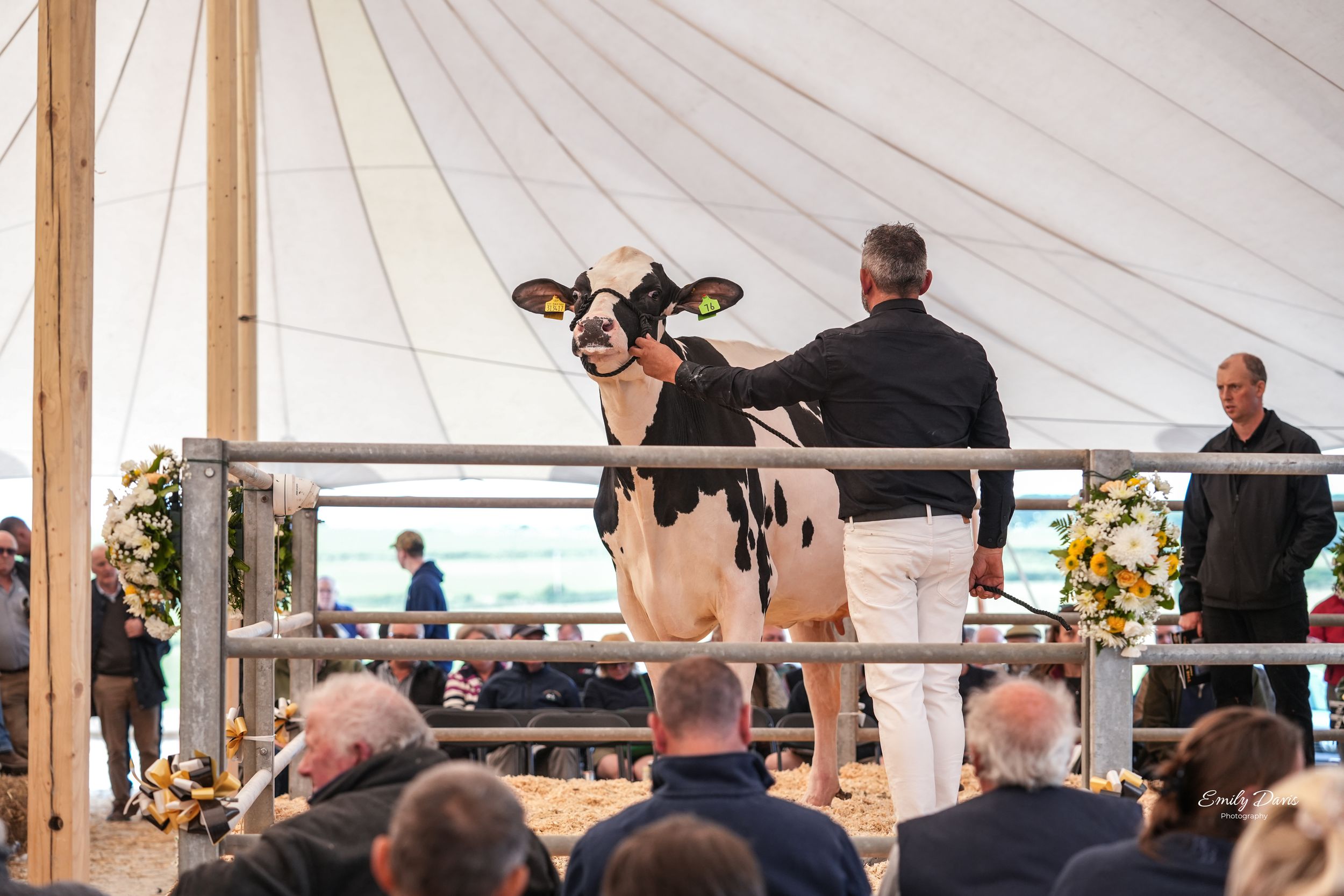 Black and white dairy cow being presented at a livestock auction under a white tent.