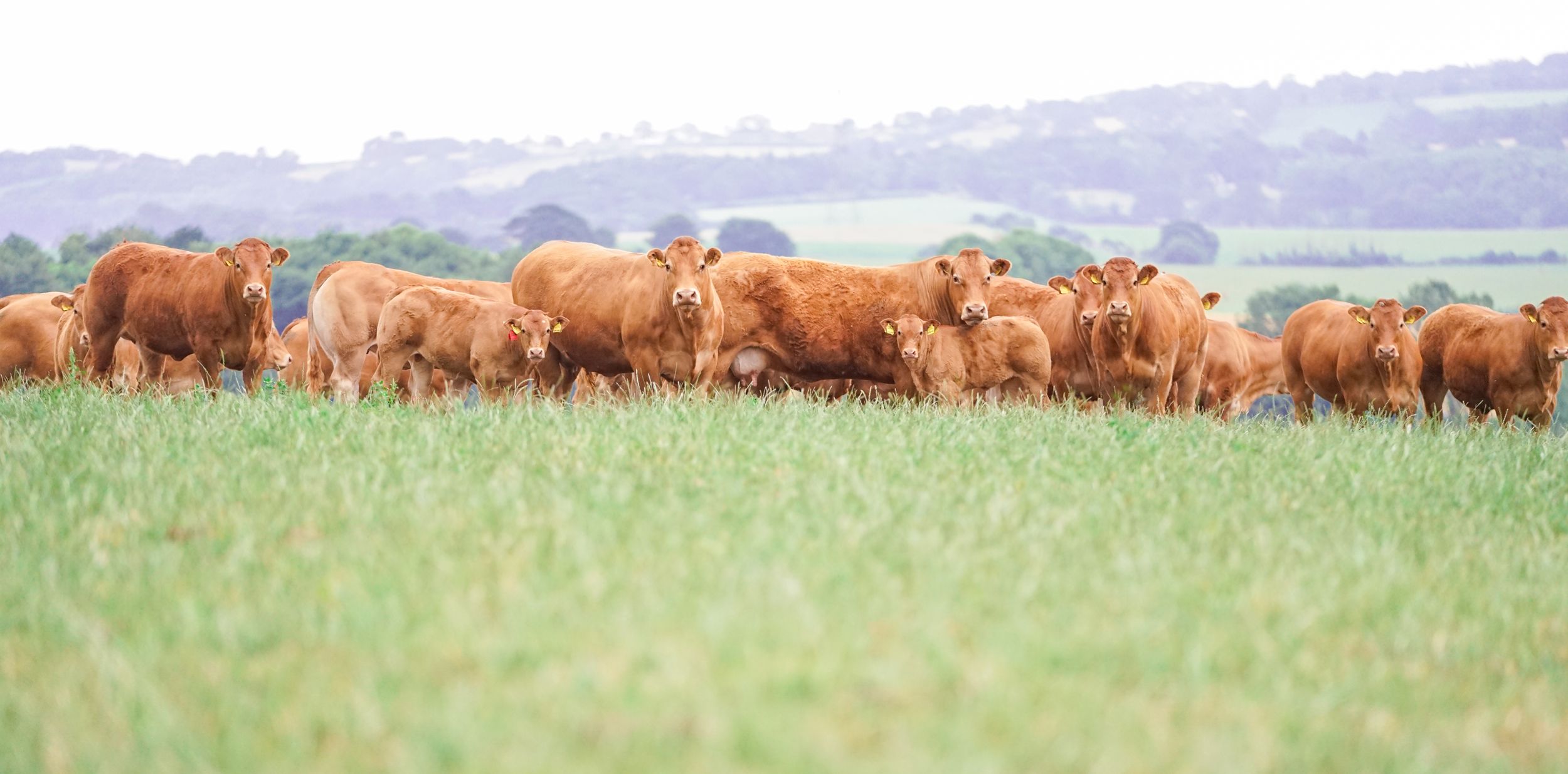 A herd of brown cows grazing in a lush green pasture.