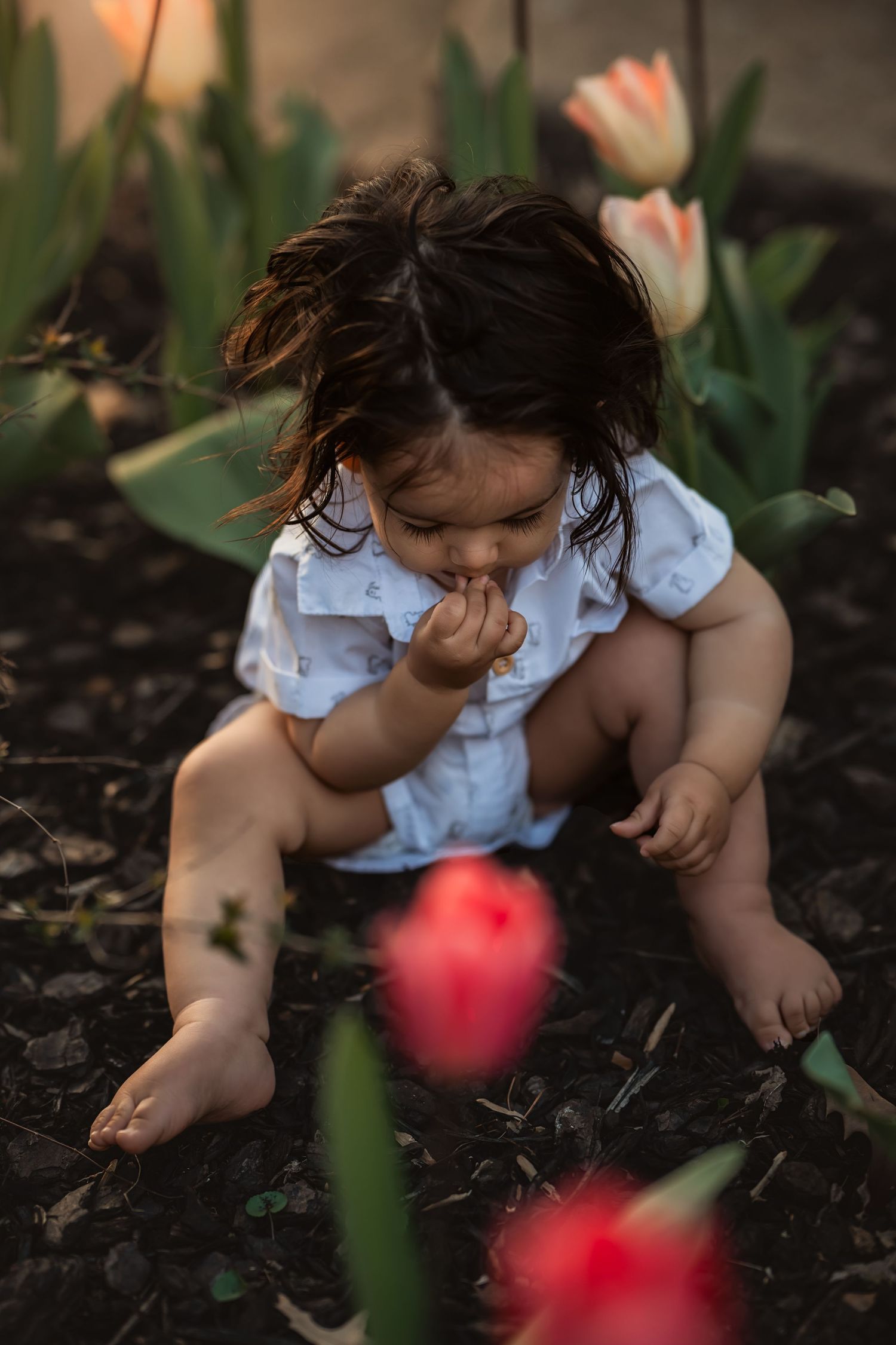 little bow sits in tulip patch and puts something in his mouth