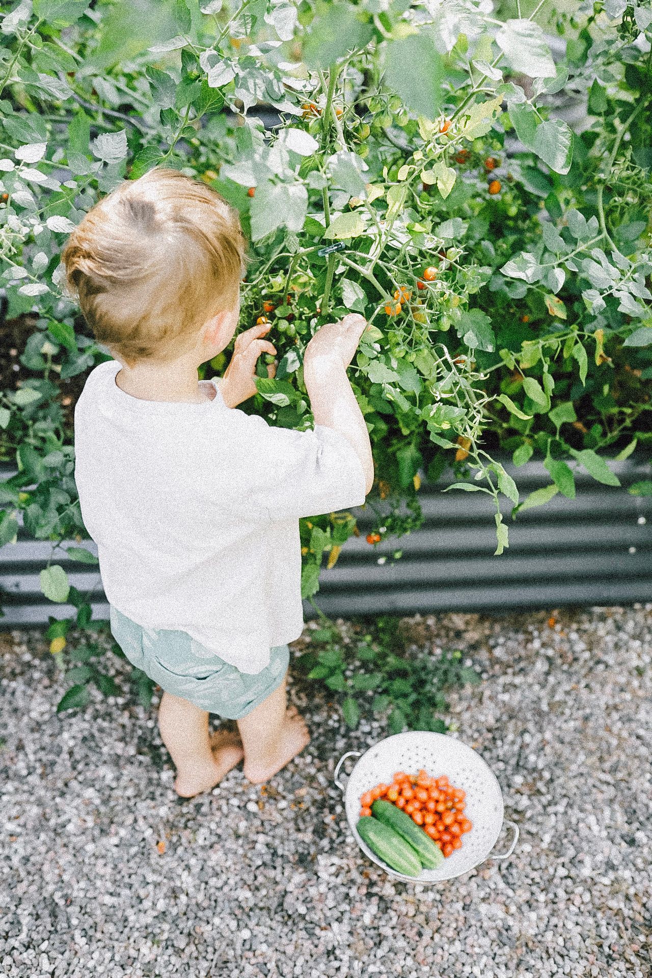 A toddler in a white shirt and shorts picks cherry tomatoes from a backyard garden plant.