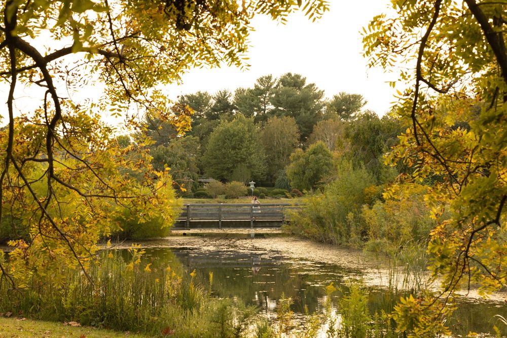 Golden autumn light illuminates a tranquil pond with wooden bridge surrounded by fall foliage in a peaceful park setting.