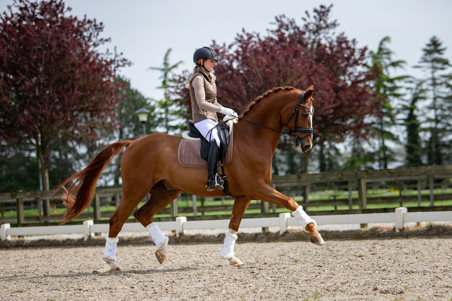 Paard in draf met ruiter