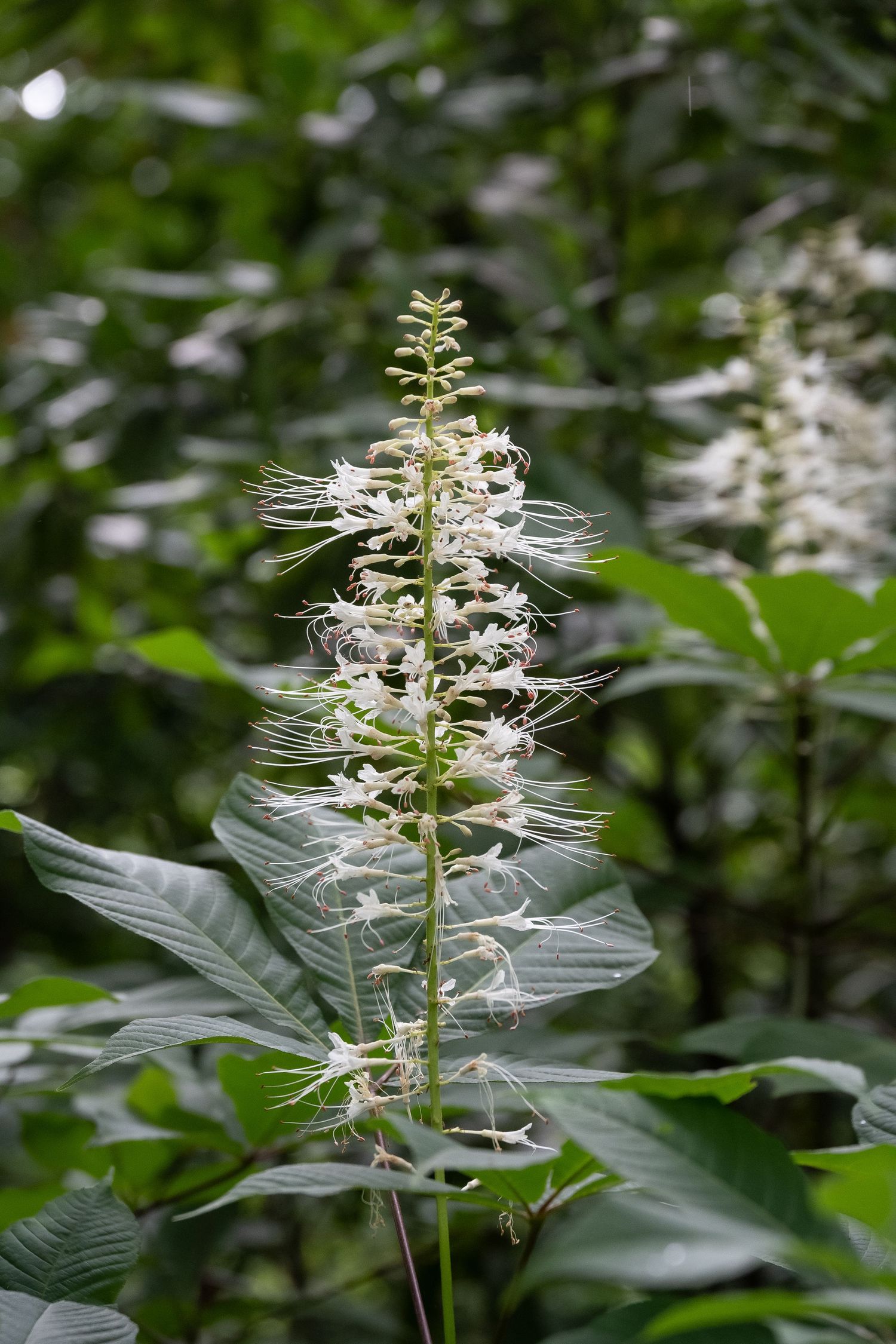 Black Cohosh plant displaying tall white flowering spike against blurred green background.