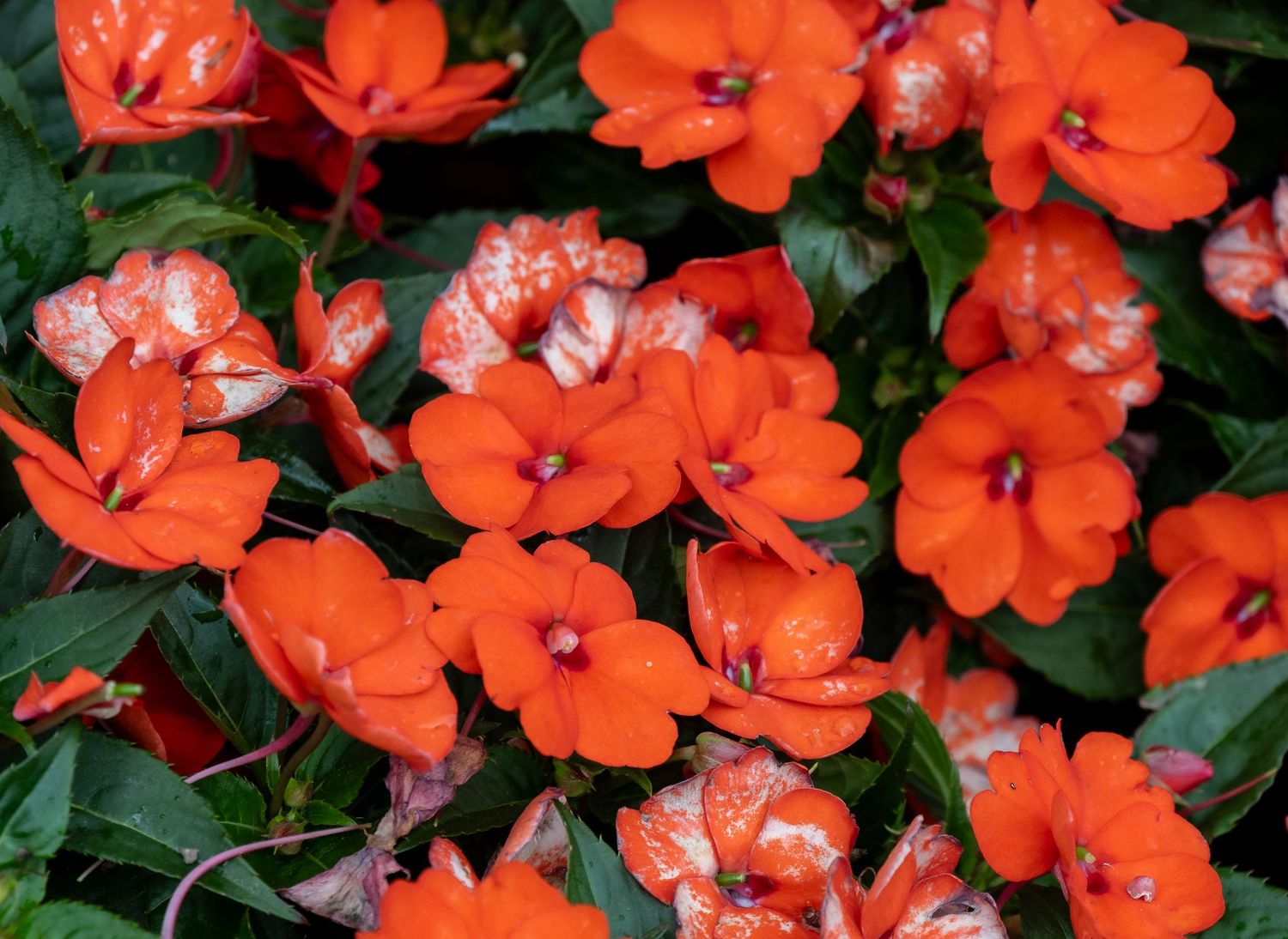 Cluster of vibrant orange New Guinea impatiens flowers with dark green foliage.