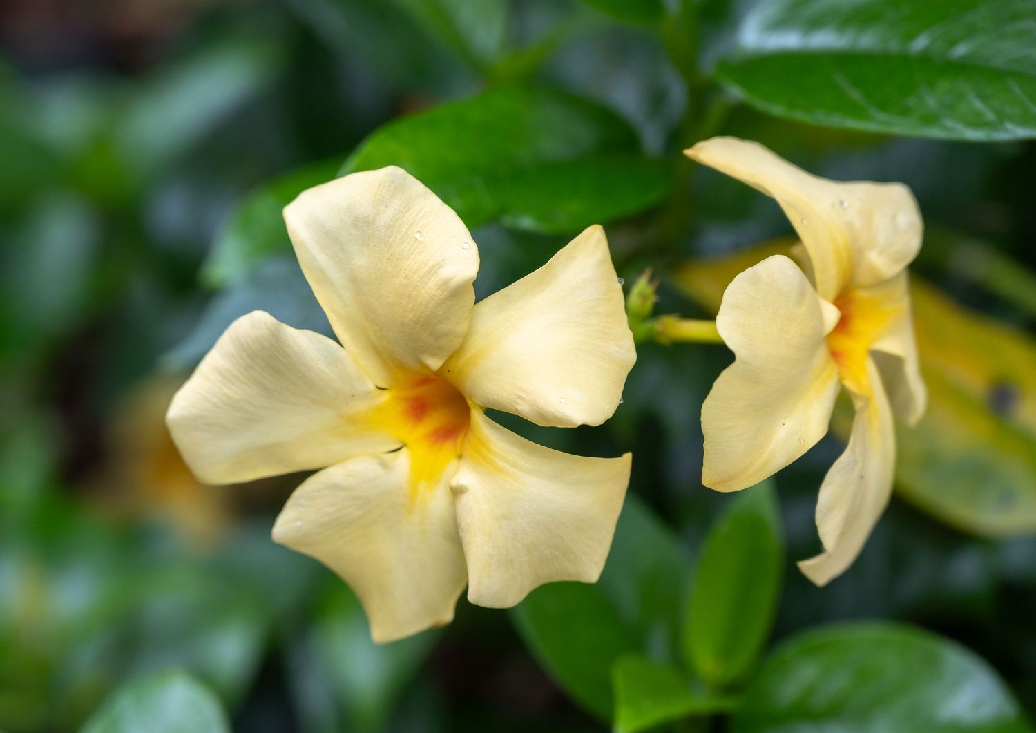 Two pale yellow allamanda flowers blooming against dark green leaves.