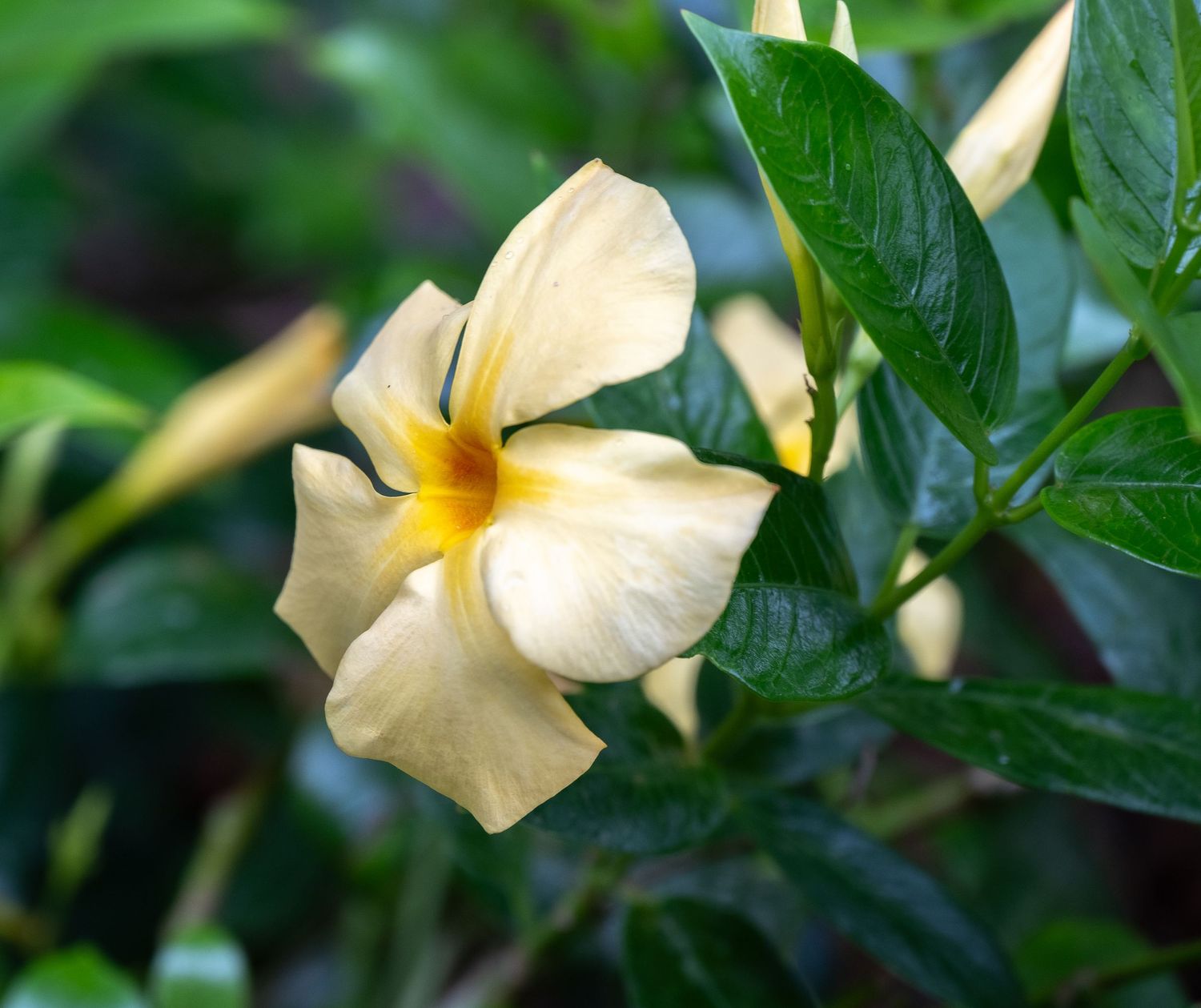 Close-up of a delicate cream-colored tropical flower with yellow center against dark green leaves.