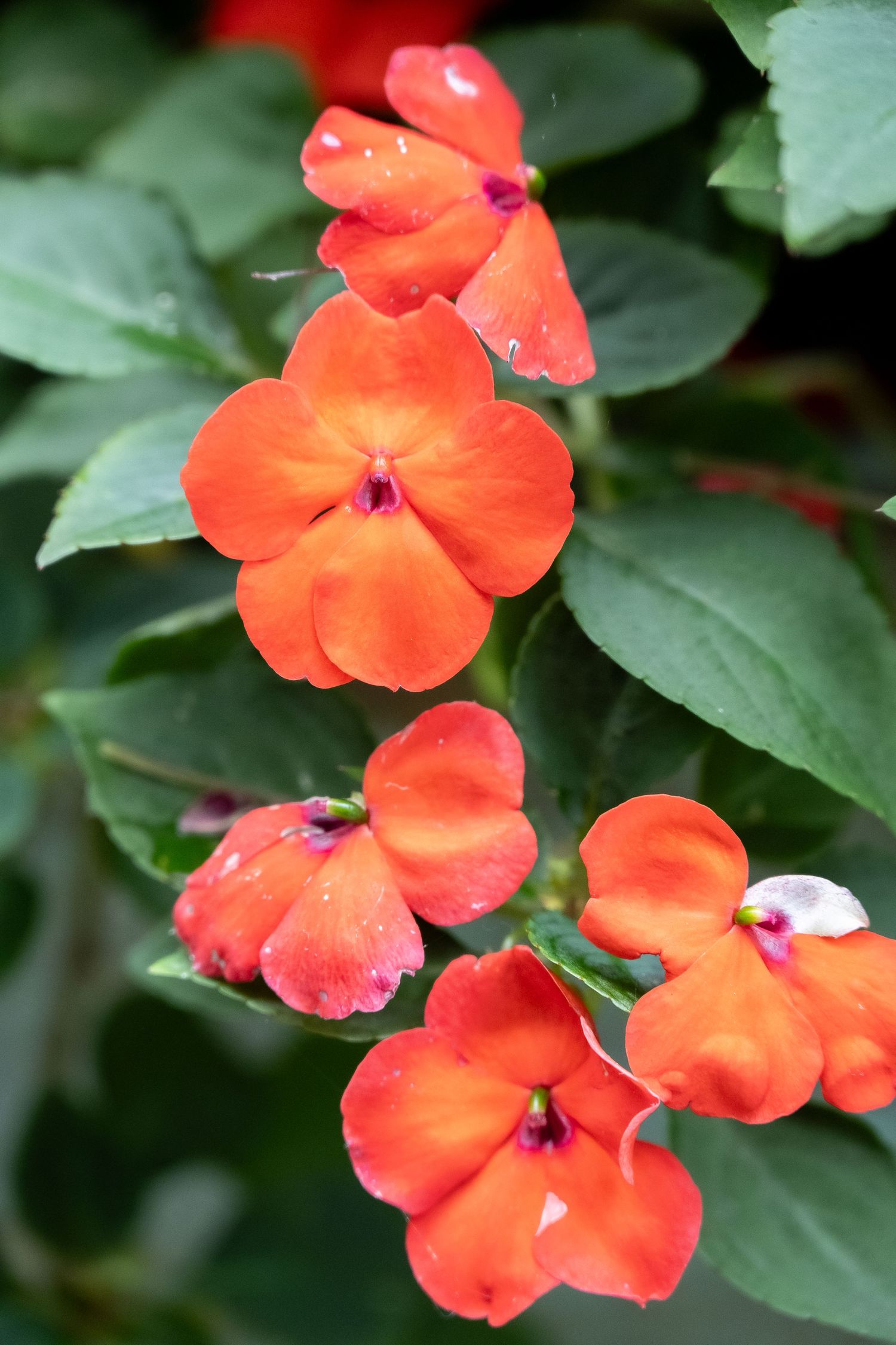 Vibrant orange impatiens flowers blooming against dark green foliage.