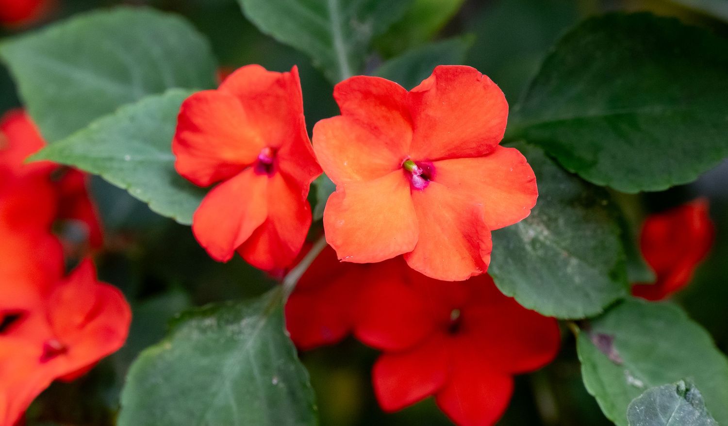 Close-up of bright orange impatiens flower with deep green leaves.