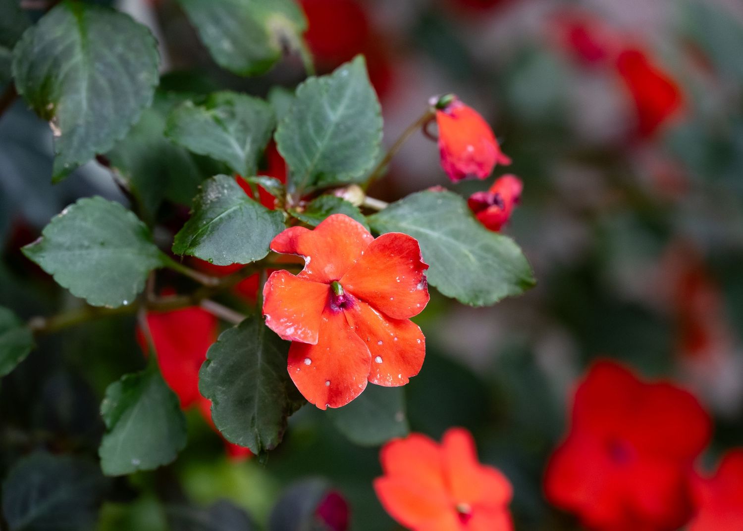 Close-up of bright orange impatiens flower with green leaves in soft focus background.