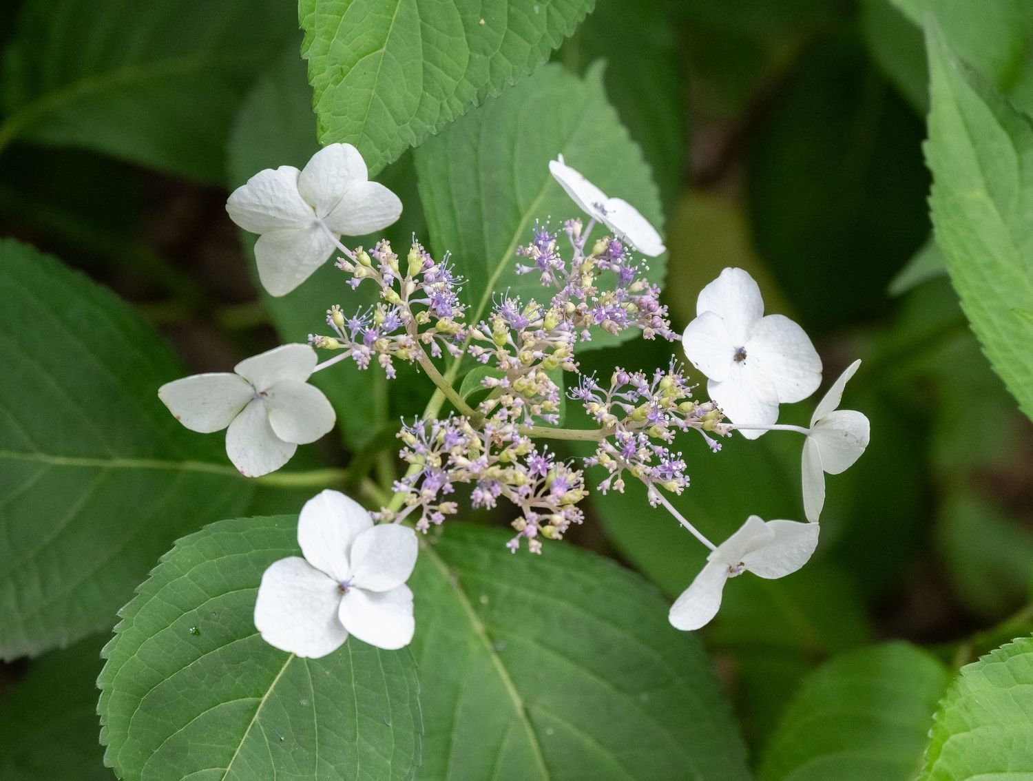 White lacecap hydrangea flowers with delicate petals and green foliage.