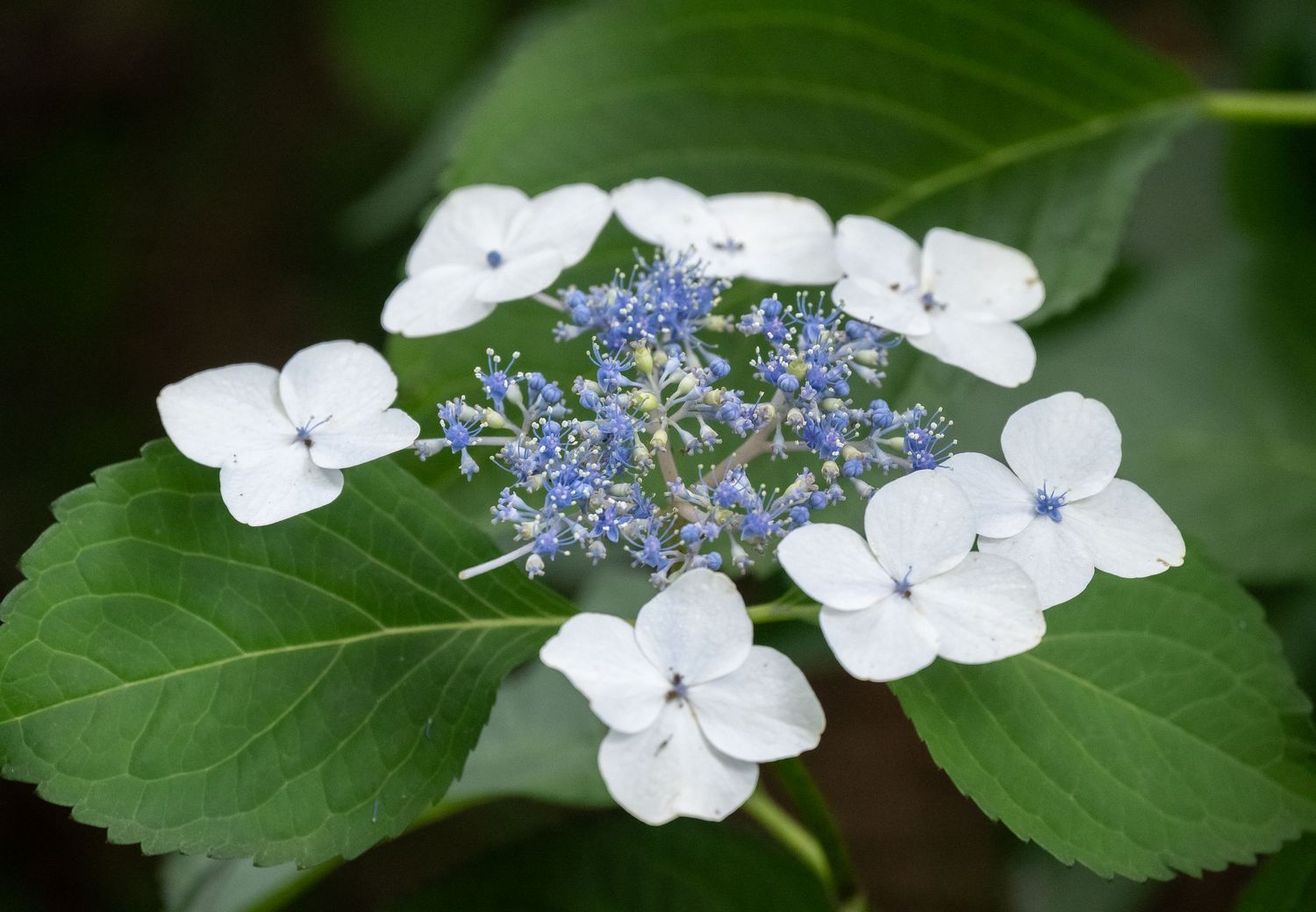 Lacecap hydrangea with white outer petals and blue inner flowers against dark green leaves.