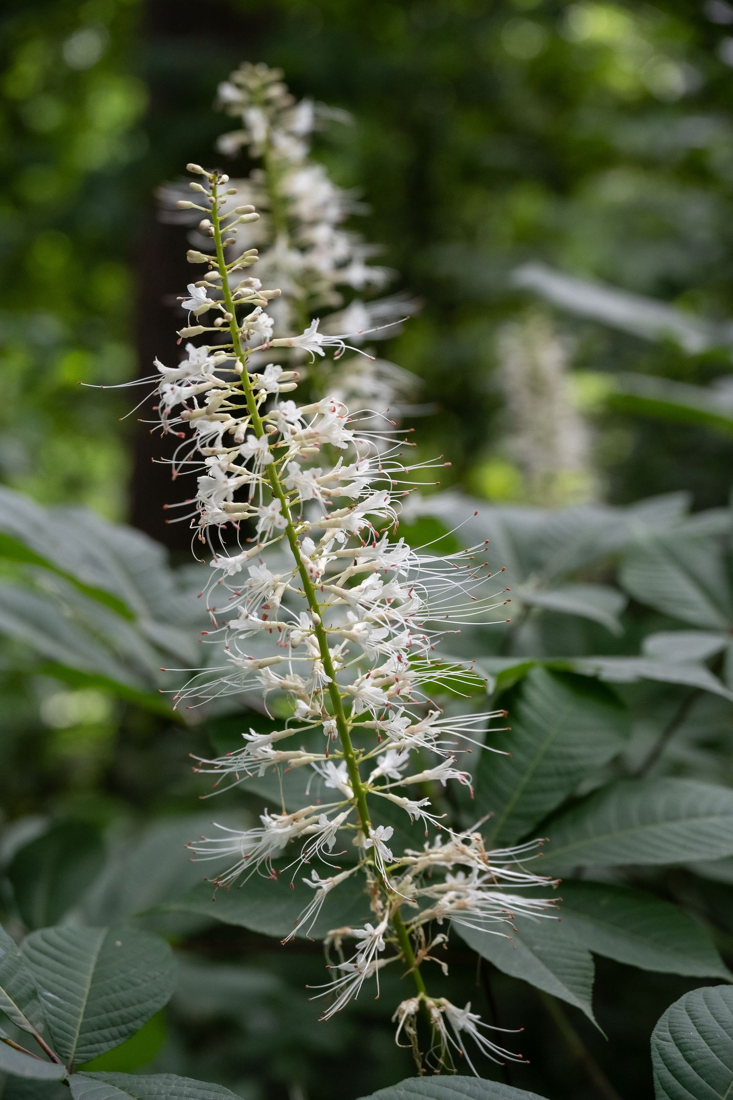 Long white bottlebrush-like flower spike of Black Cohosh plant with feathery blossoms.