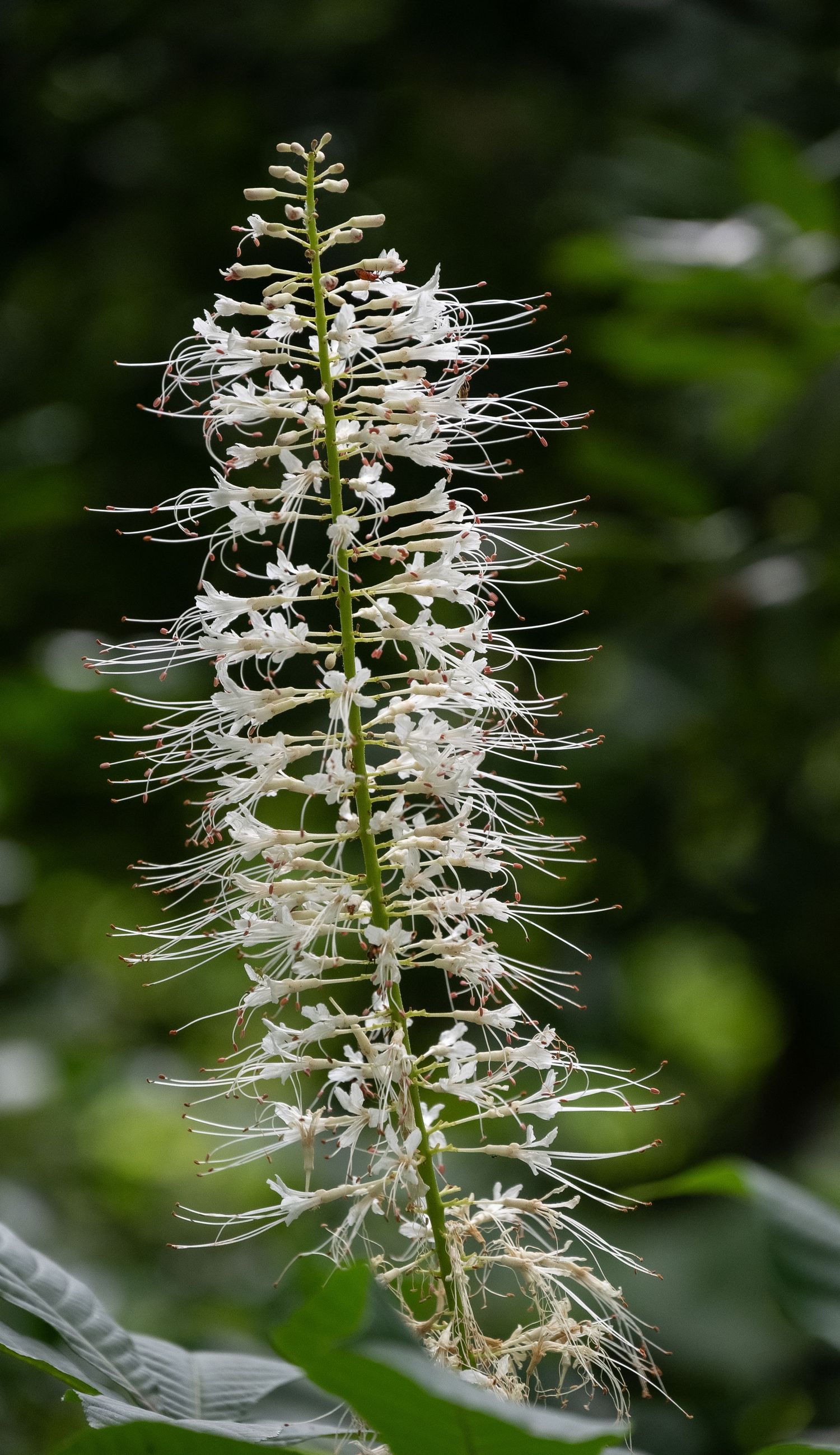 Detailed view of white Actaea racemosa flower spike with delicate feathery blooms.