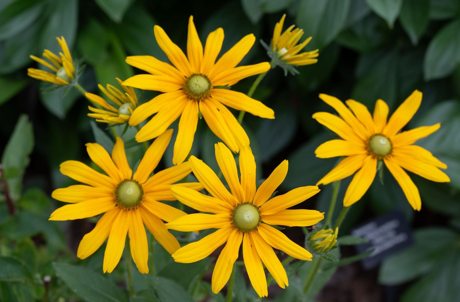 Cluster of bright yellow black-eyed susan flowers blooming against dark green leaves.