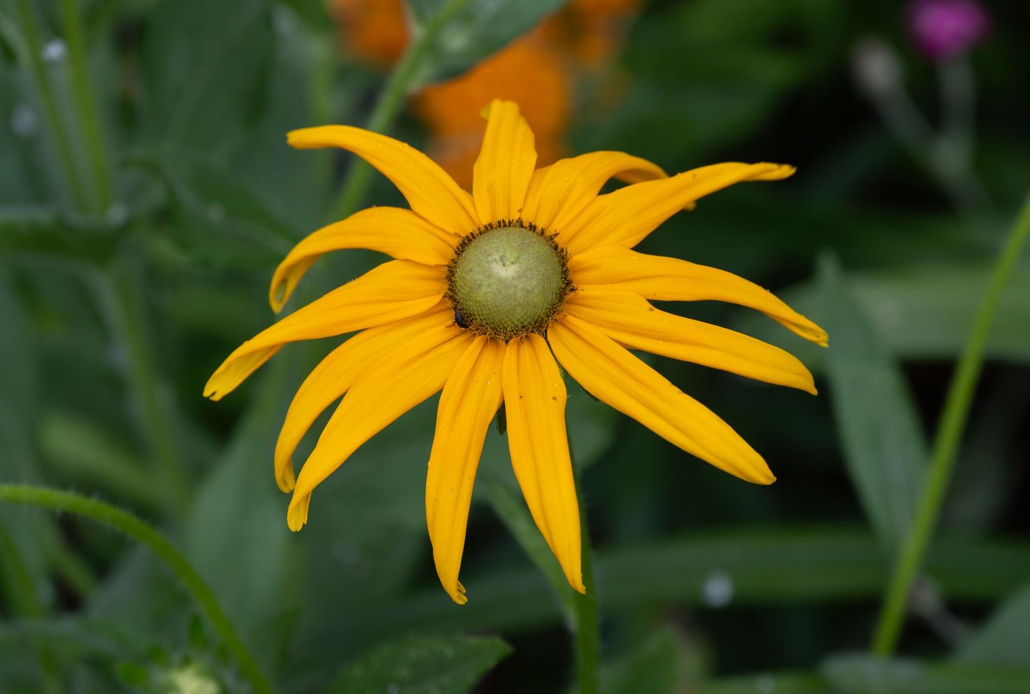 Close-up shot of a single yellow black-eyed susan flower with prominent center disk.