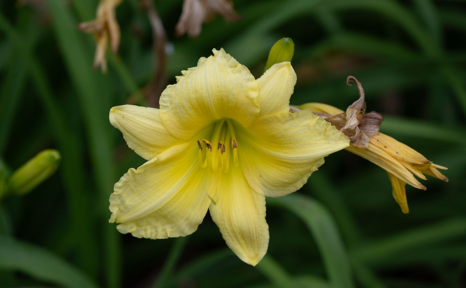 Pale yellow daylily bloom with ruffled petals photographed against blurred green background.