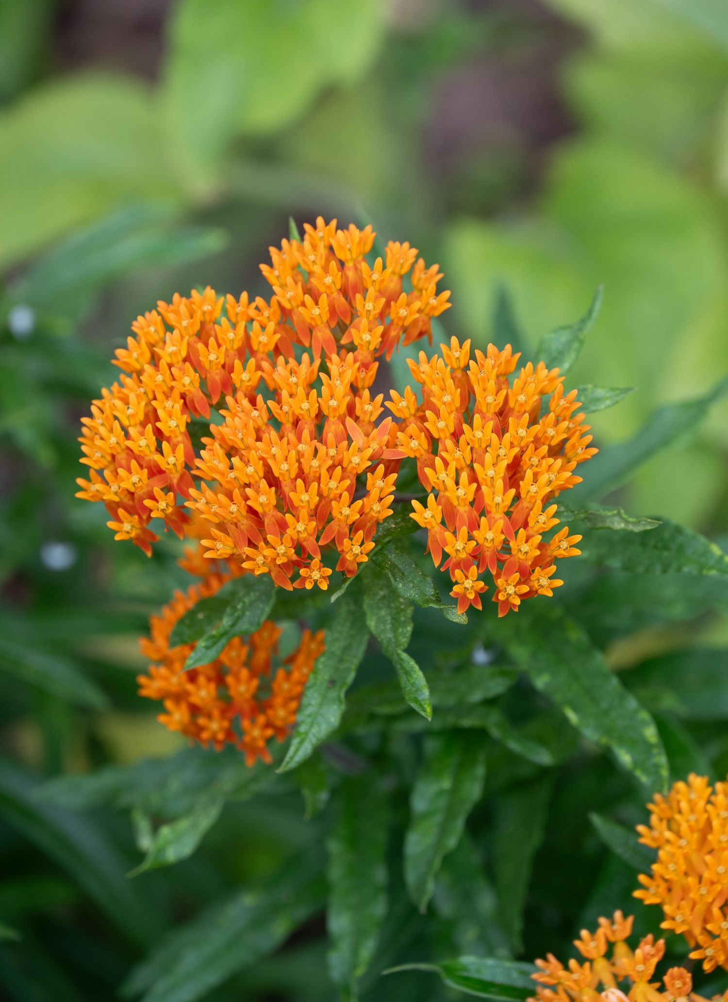 Vibrant orange butterfly weed flowers clustered together against green foliage.