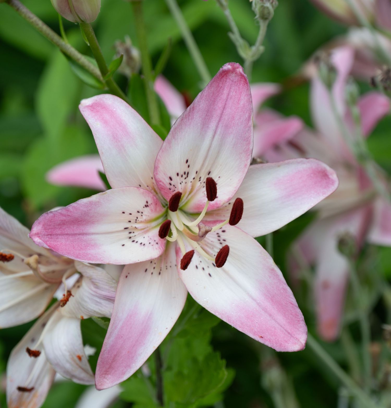 Pink and white oriental lily flower with prominent stamens and spotted petals in full bloom.