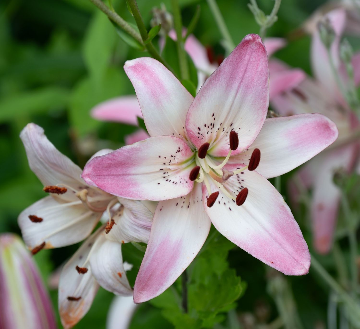 Pink and white lily flower with dark stamens blooming in a garden against green foliage.
