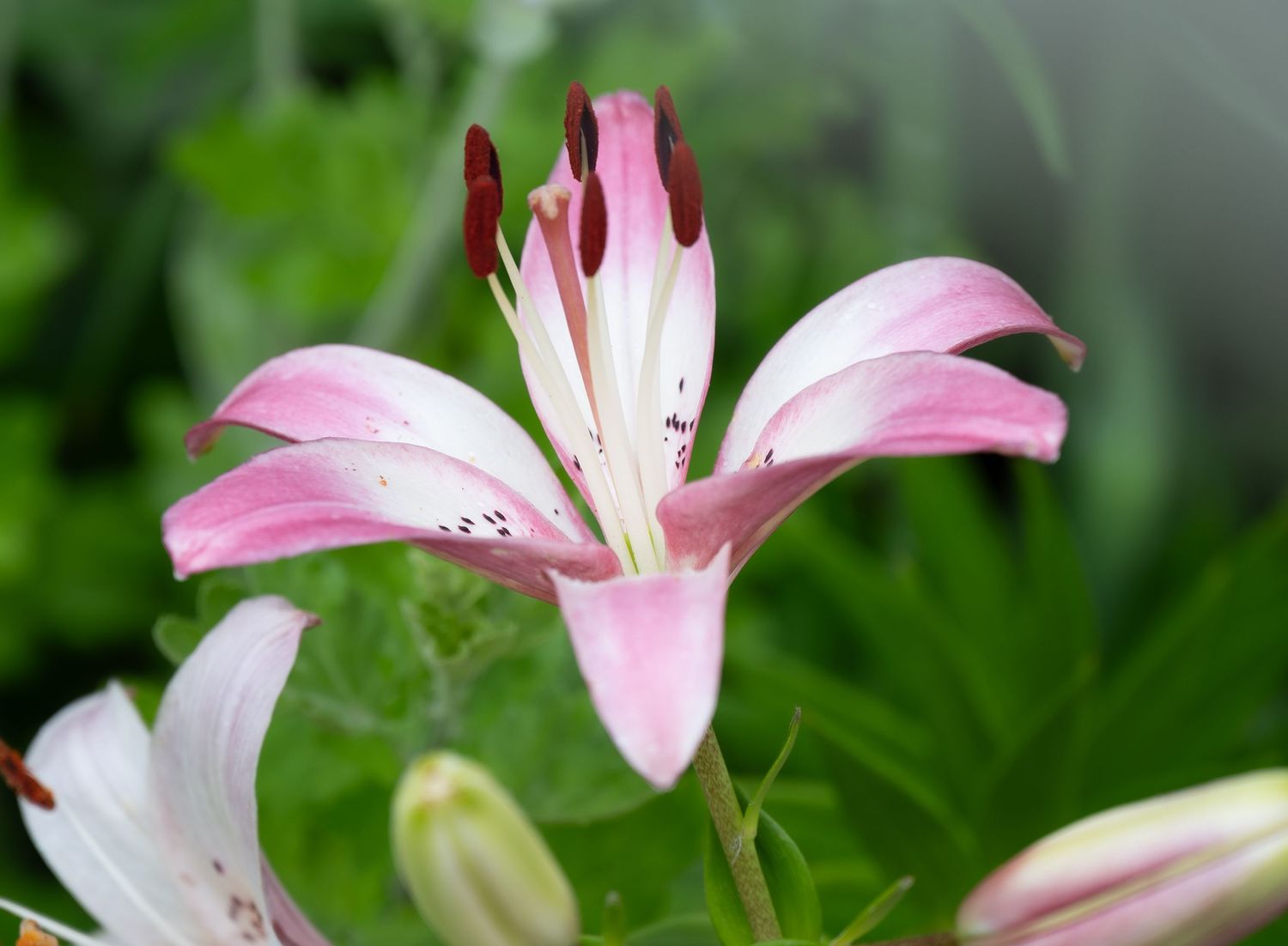 Close-up of a pink and white stargazer lily with extended stamens against blurred green background.