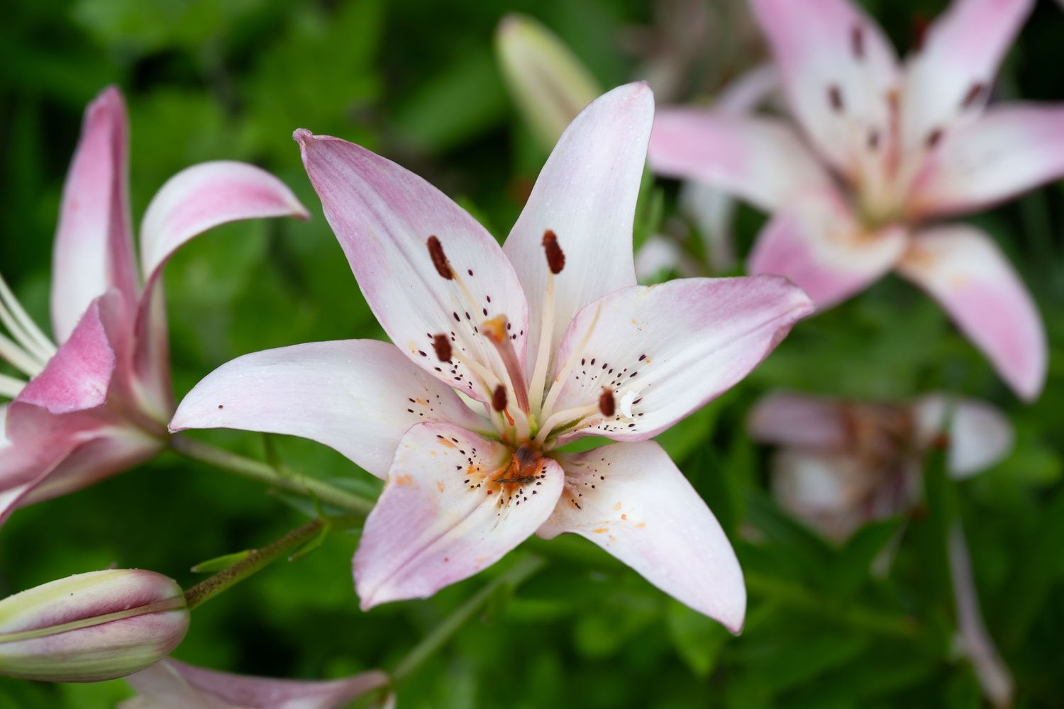 Detailed view of white and pink oriental lily flowers with brown spots on petals.
