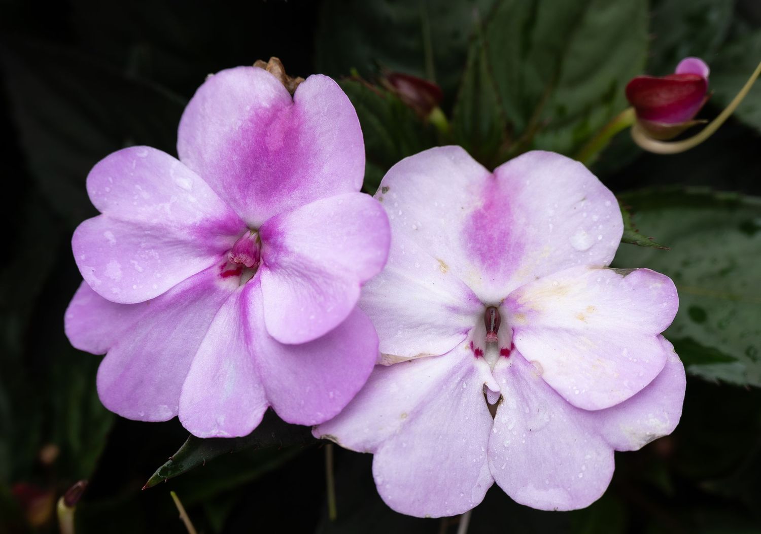Pink impatiens flowers blooming with delicate petals against dark green leaves.