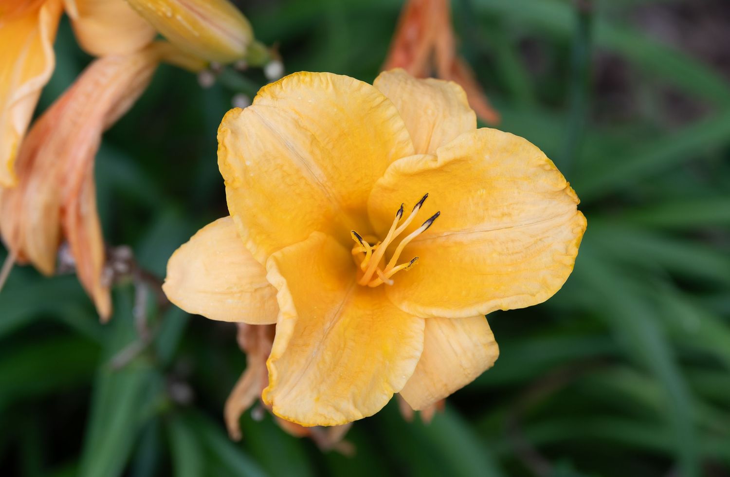 Pale yellow daylily flower in full bloom displaying delicate petals and pistils.