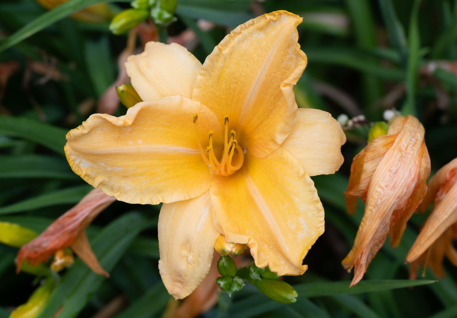 Close-up of a peach-colored daylily bloom with stamens against blurred green foliage background.