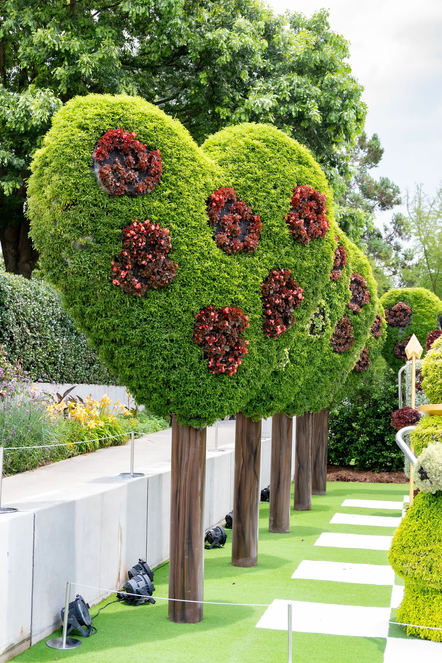 Row of heart-decorated topiary trees with burgundy flowers along a white wall and checkered path.