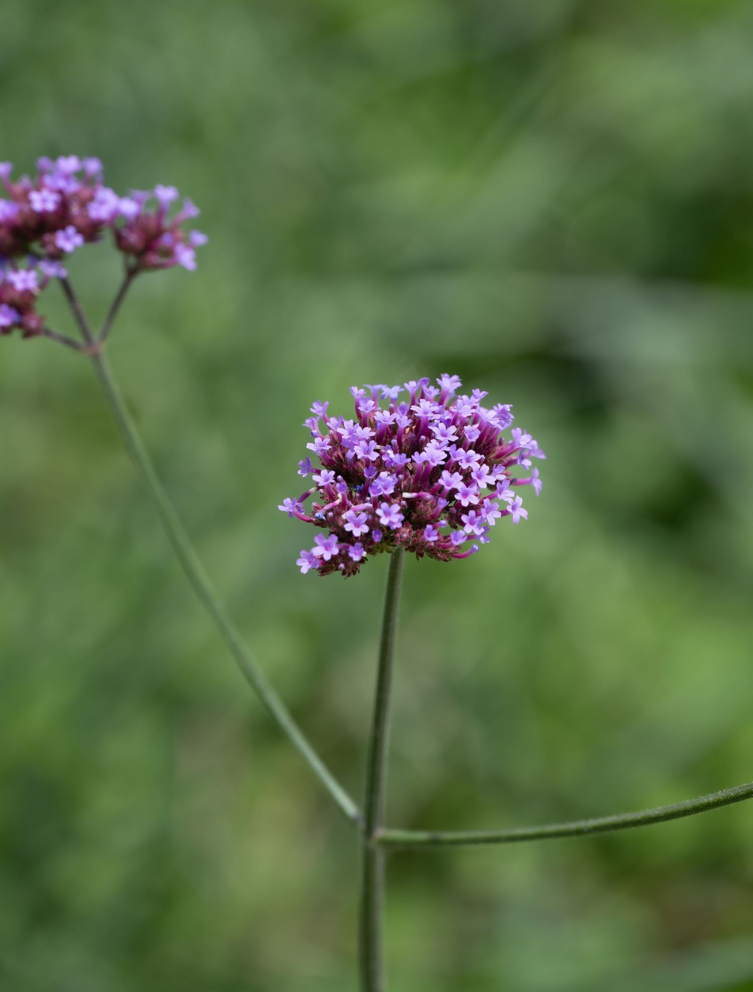 Close-up of a delicate purple verbena flower cluster against a soft green blurred background.