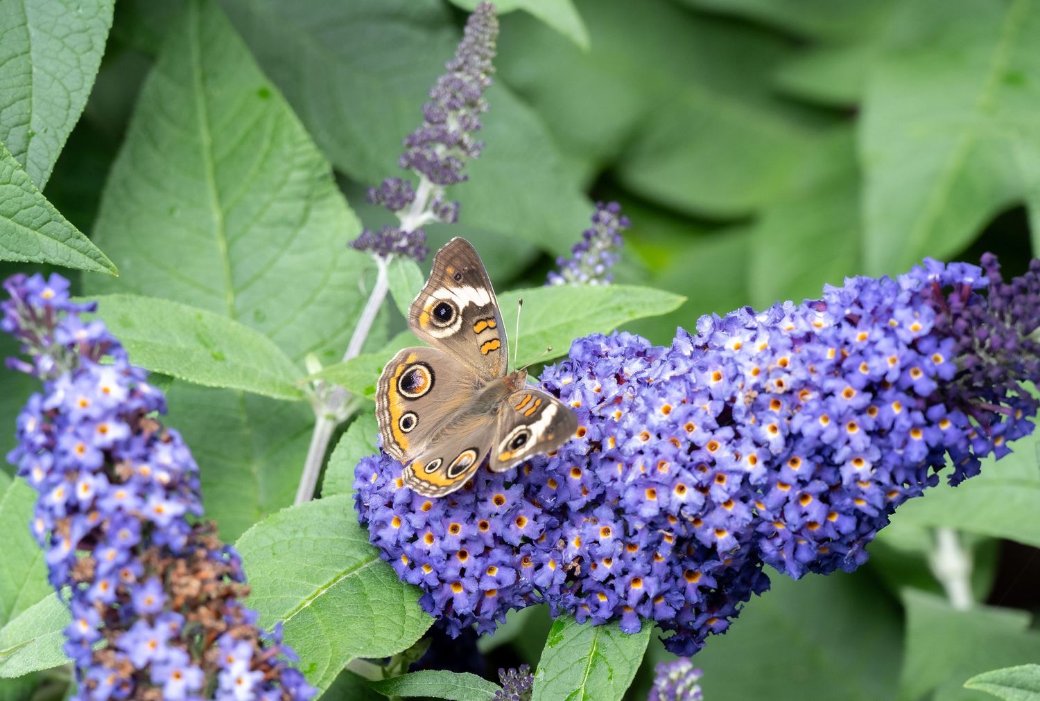 Common Buckeye butterfly perched on purple butterfly bush flowers with green leaves in background.