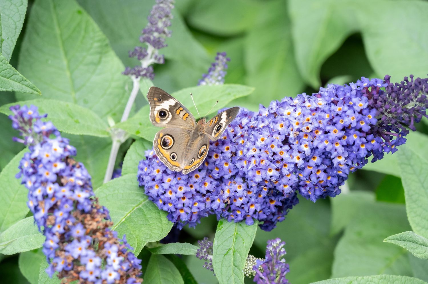 A brown butterfly perches on a vibrant purple butterfly bush flower spike against green foliage.