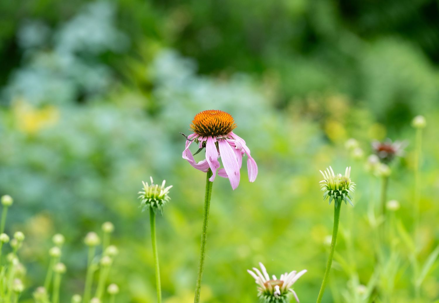 A pink coneflower bloom with a golden center stands tall in a summer garden.