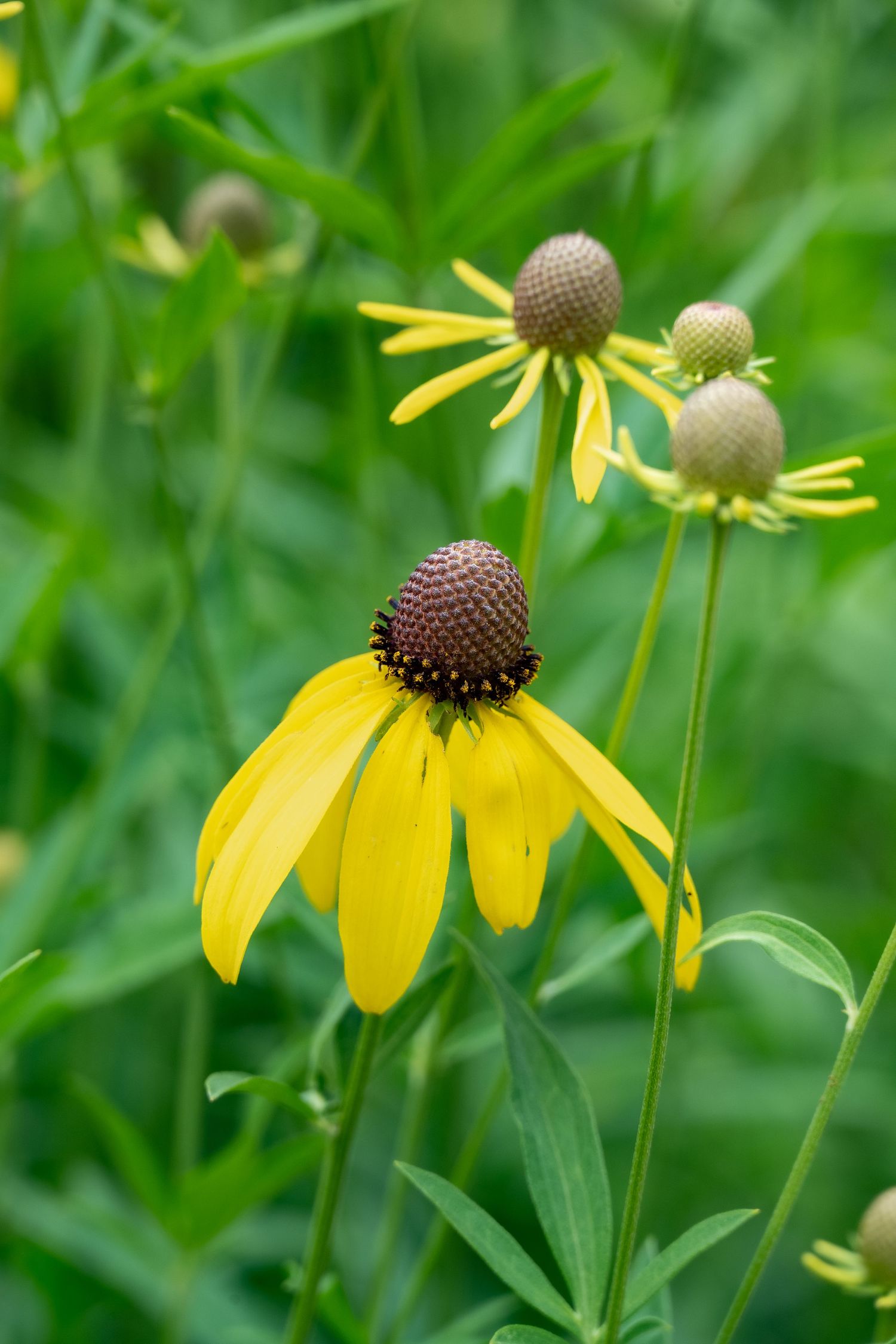 A yellow coneflower with dark brown center stands prominently against blurred green background.