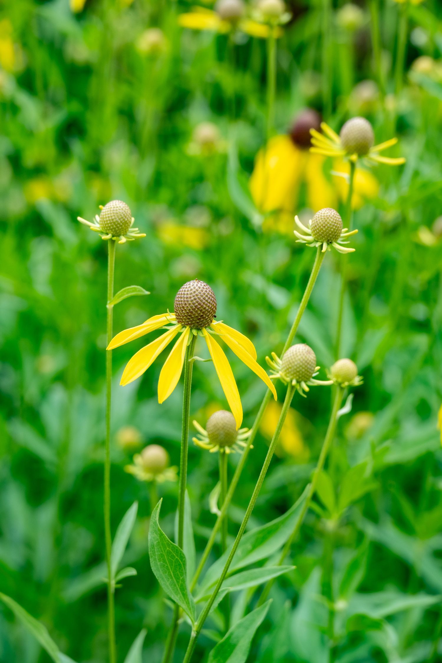 Yellow coneflowers with round centers bloom in a lush green garden setting.