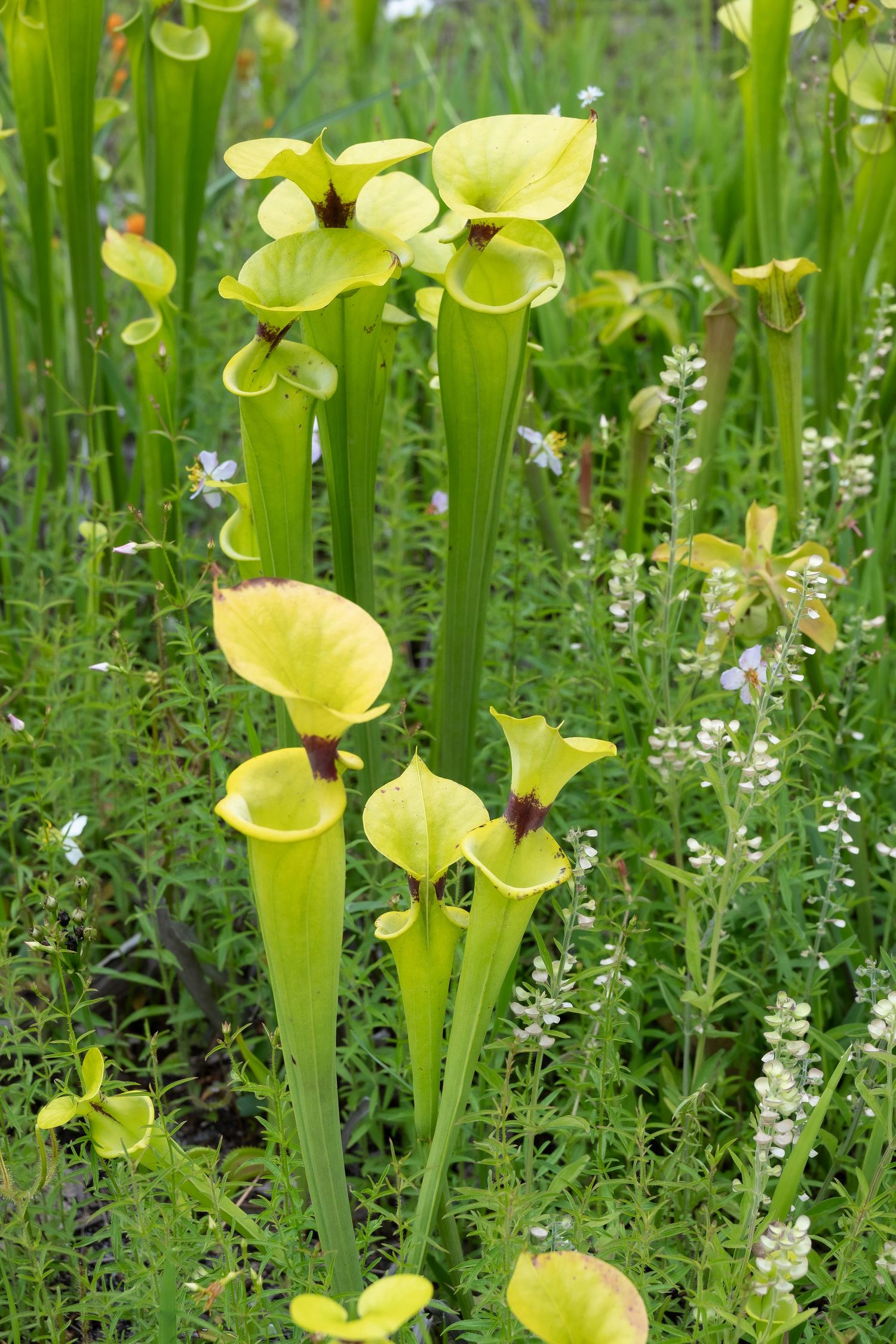 Tall yellow pitcher plants display their distinctive trumpet-shaped leaves in a garden setting.