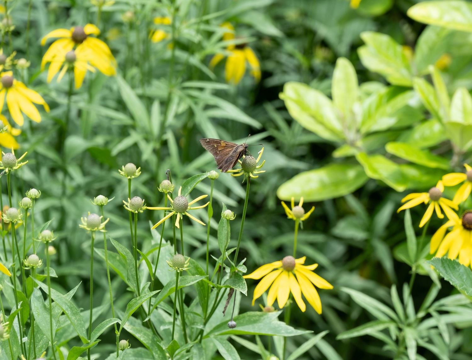 A moth hovers near bright yellow black-eyed susan flowers in a garden.
