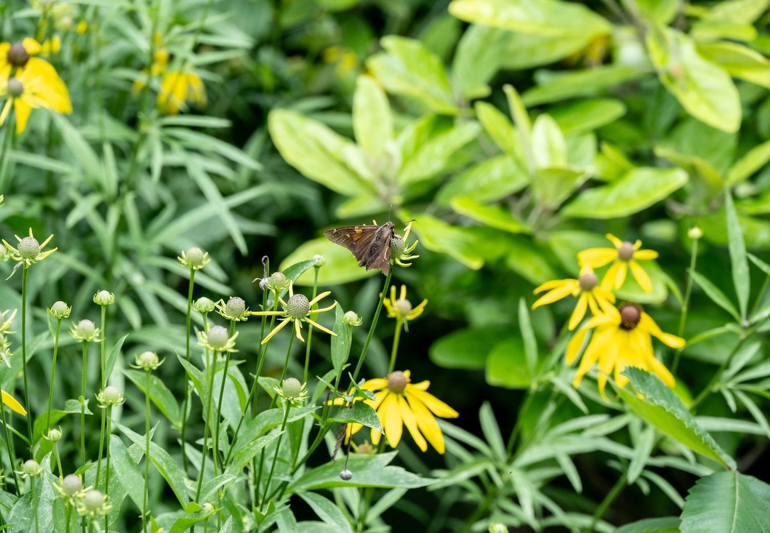 A bee visits yellow black-eyed susan flowers among green foliage.