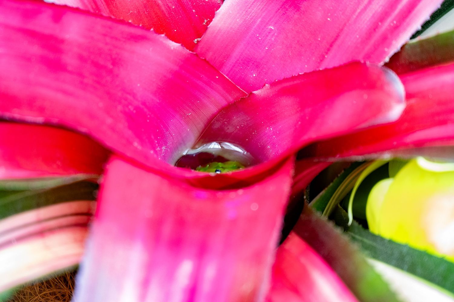 Water droplets collect in the center of a bright pink bromeliad flower.
