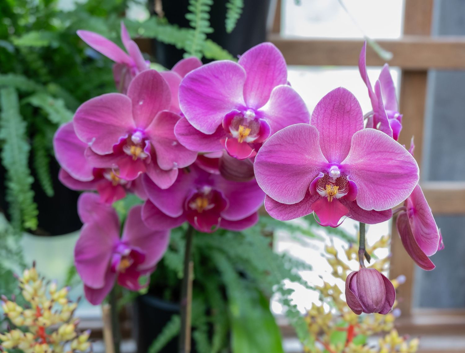 Vibrant pink orchids bloom in an elegant cascading display.