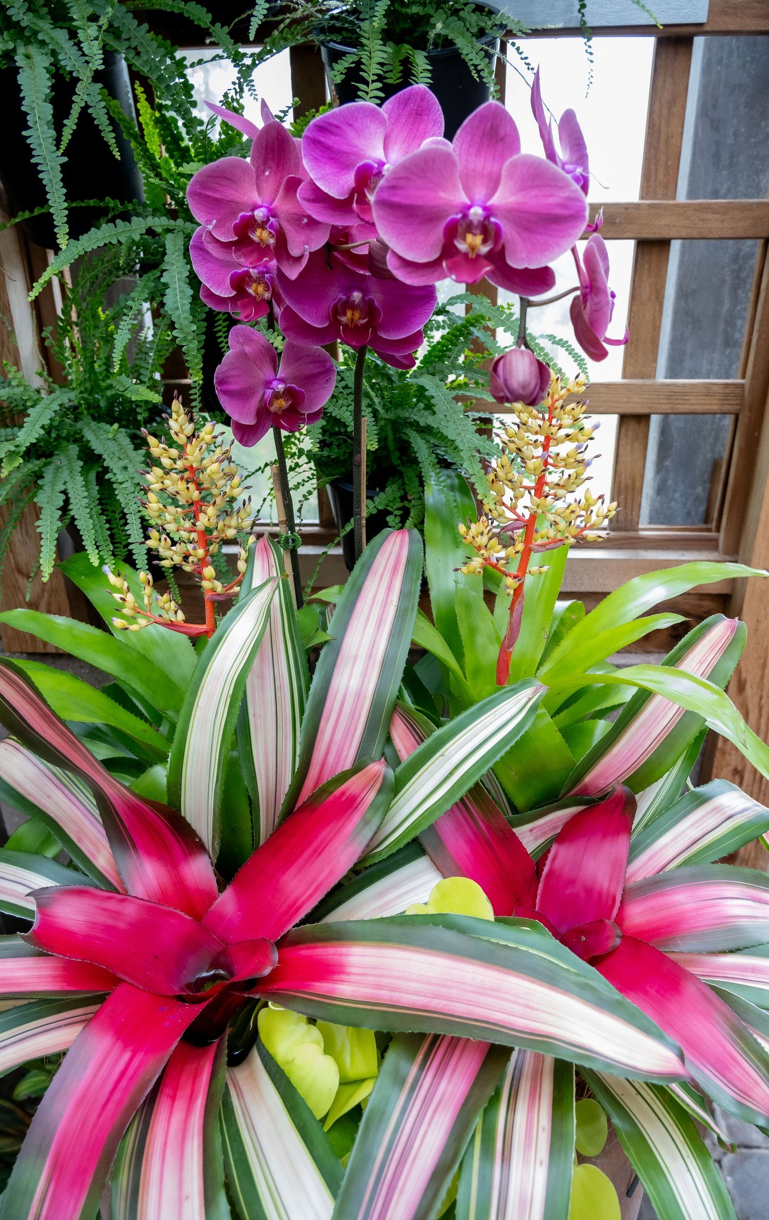 Vibrant pink orchids bloom above variegated bromeliad plants with striking red and white striped leaves.