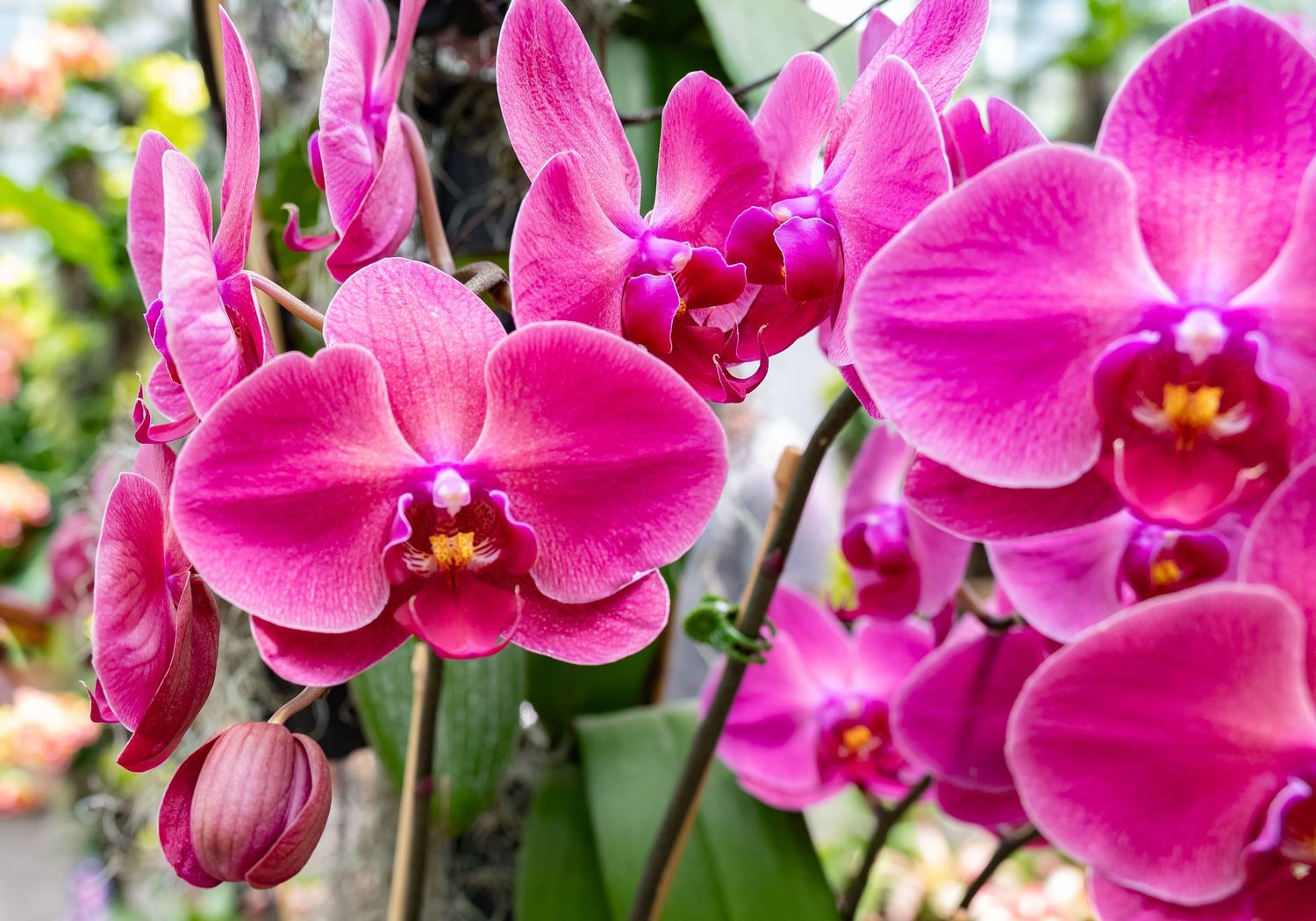Close-up of bright pink Phalaenopsis orchids in full bloom with yellow centers.