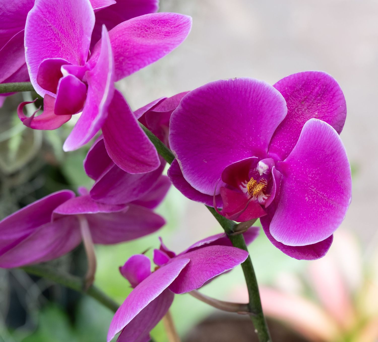 Macro shot of magenta orchid blooms showing detailed flower structure and deep purple petals.