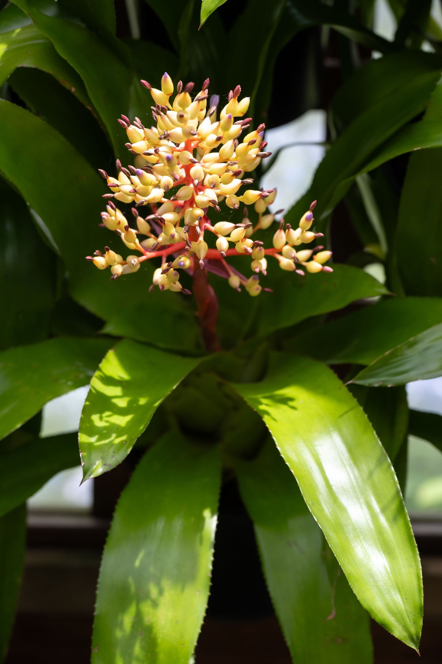 Yellow-cream colored flowering bromeliad spike surrounded by glossy green leaves.