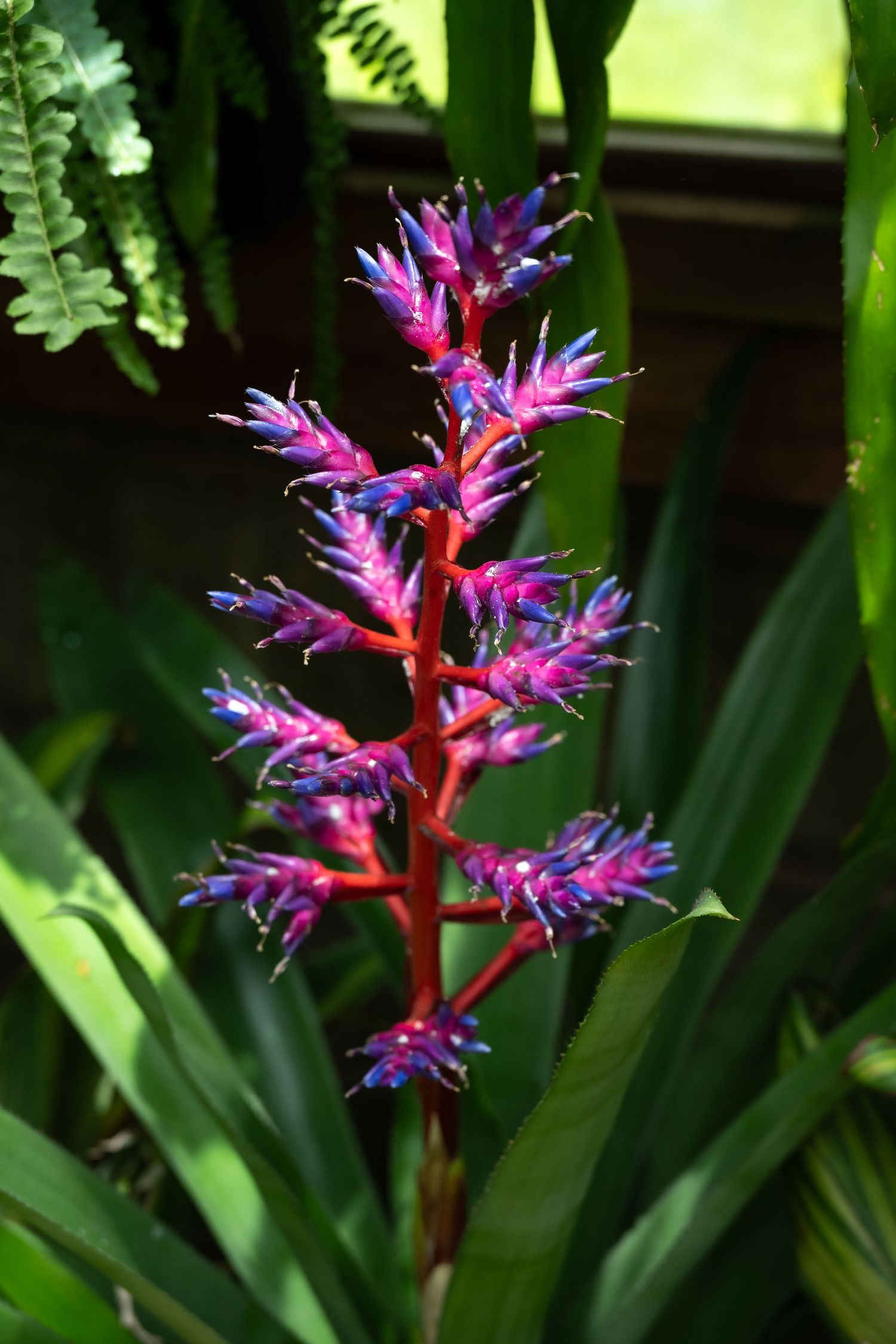 Exotic purple and red bromeliad flower spike with spiky blue-tipped blooms.