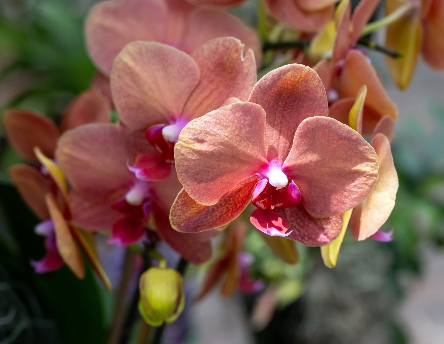 Peach-colored orchid flowers with delicate pink centers blooming in soft natural light.