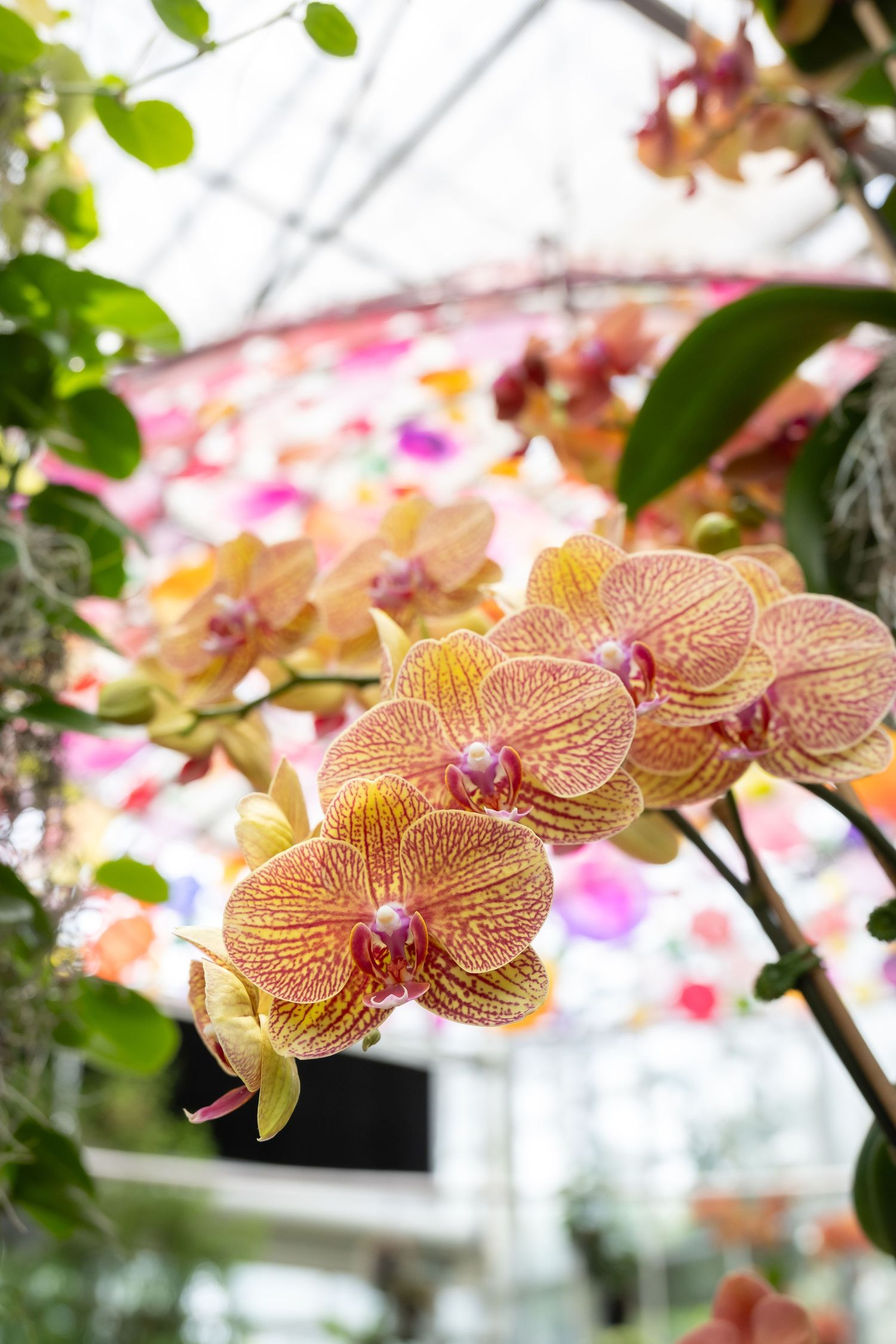 Golden-yellow striped orchids blooming in a greenhouse with soft filtered light.