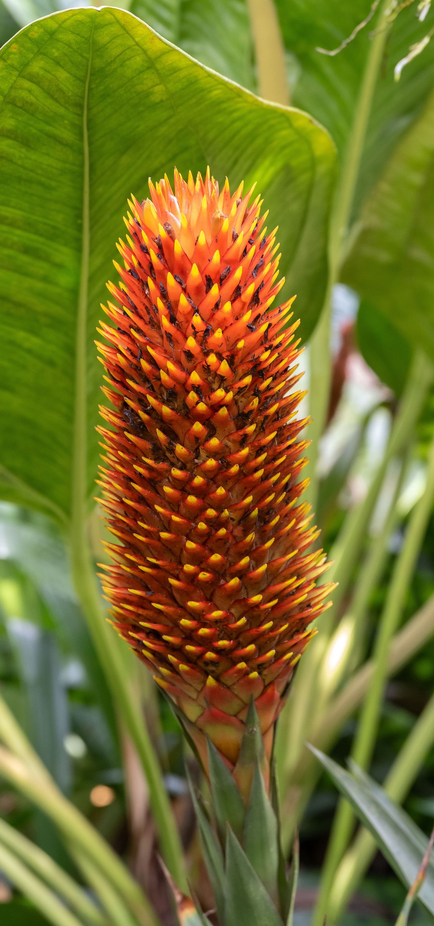 Orange-red bromeliad flower spike with spiky cone shape against large green leaves.