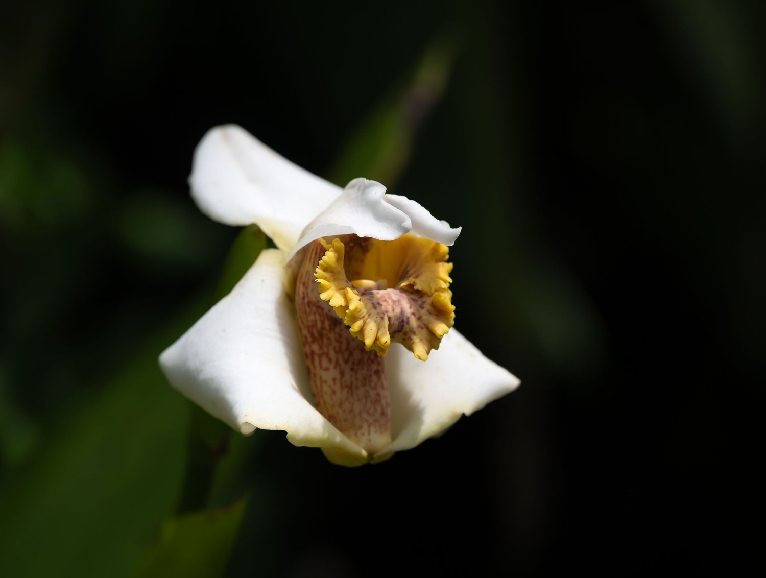White dove orchid flower showing distinctive brown center against dark background.